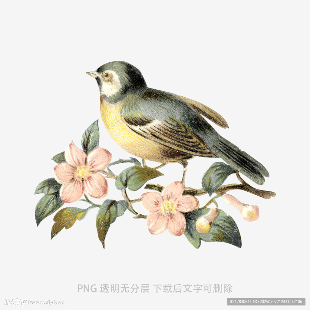 枝头小鸟与繁花