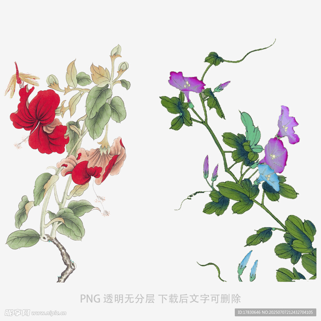 手绘花卉图
