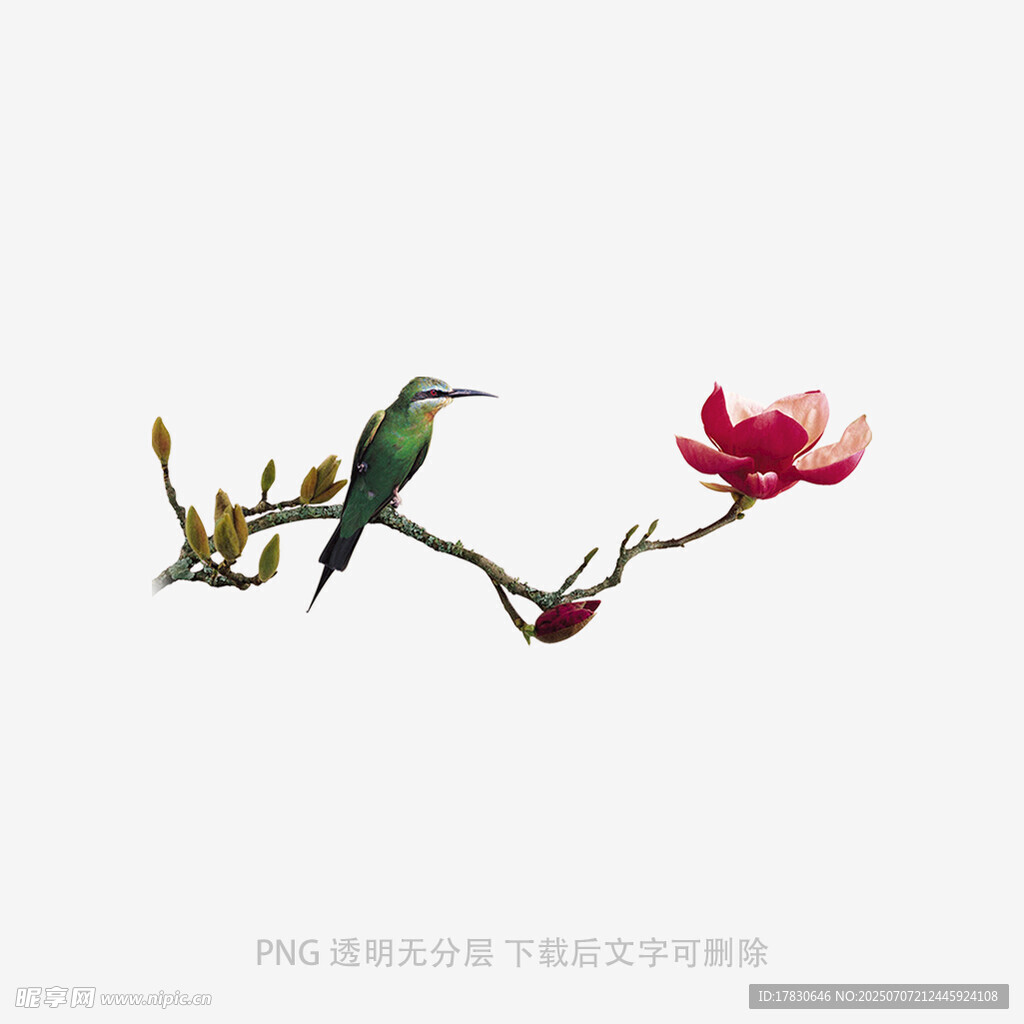 枝头翠鸟伴玉兰花