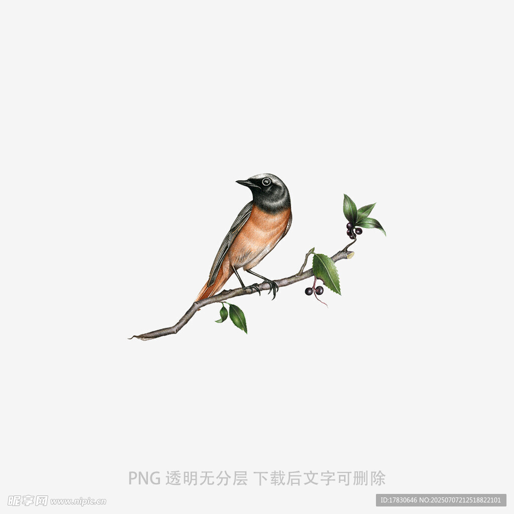 枝头栖息的美丽小鸟