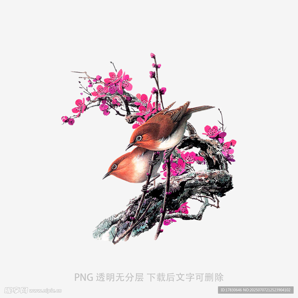 枝头双鸟伴繁花