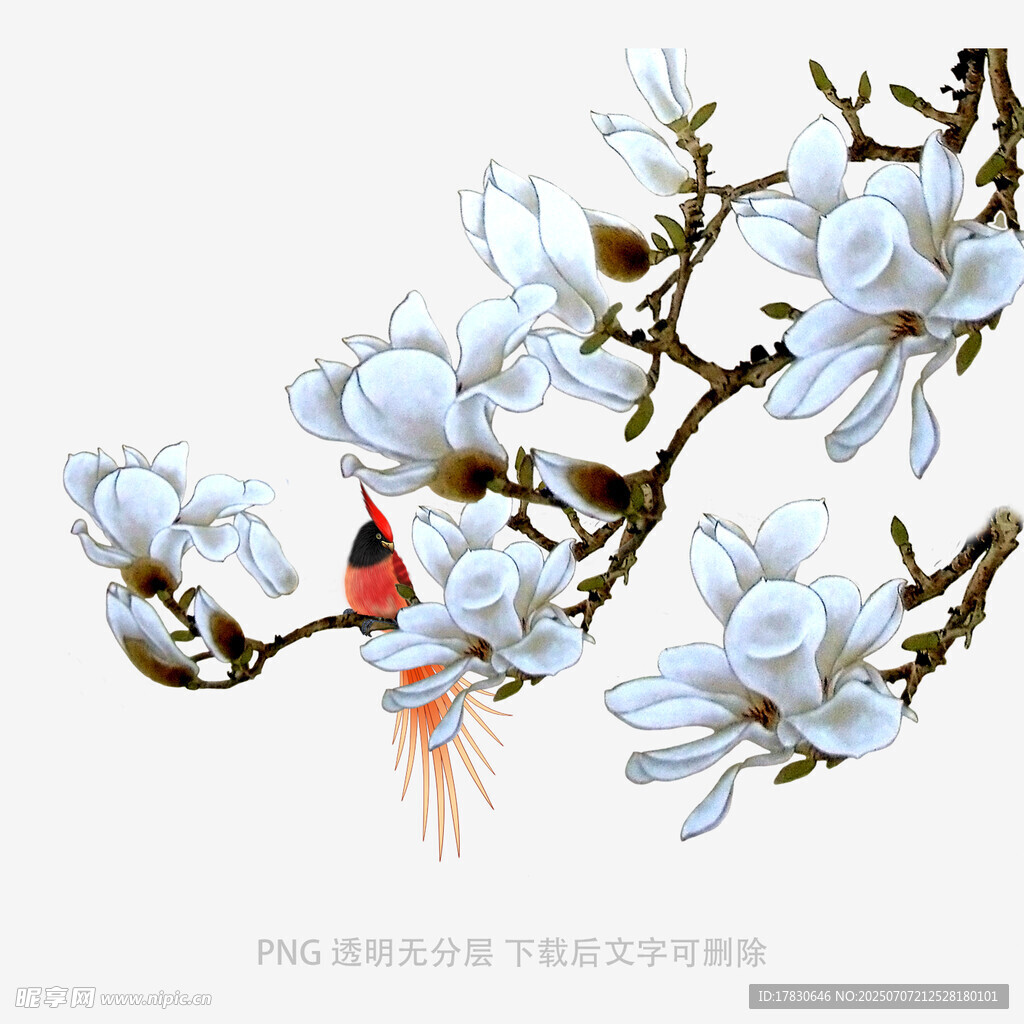 玉兰花枝上的灵动鸟儿
