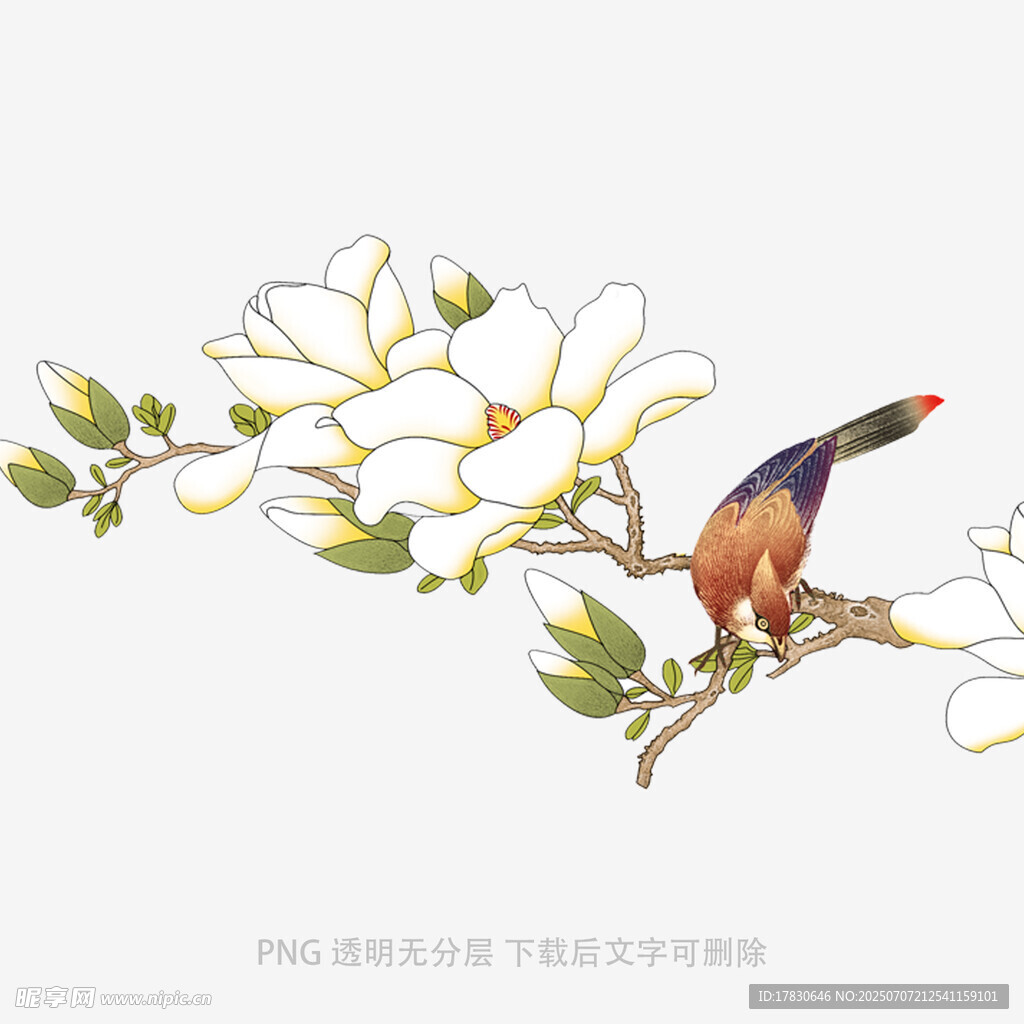 枝头玉兰花与鸟的景致
