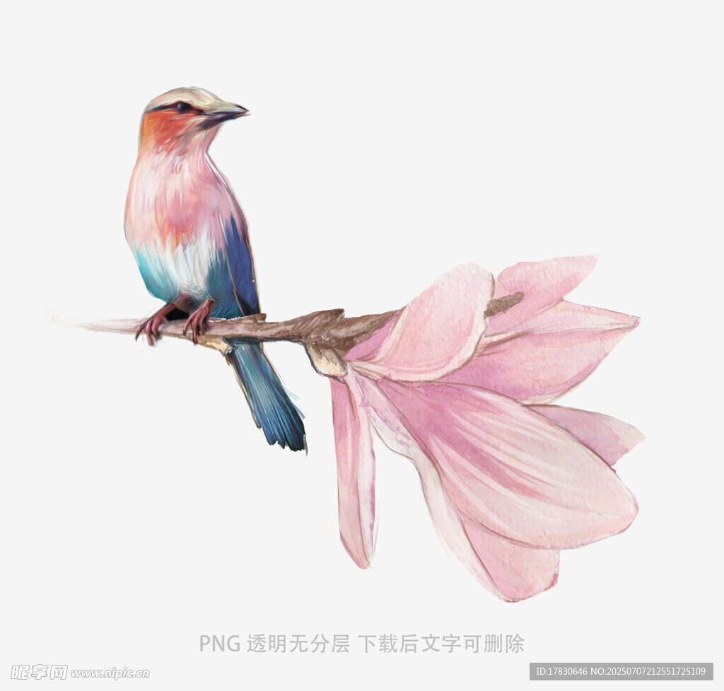 彩鸟栖于粉玉兰枝上