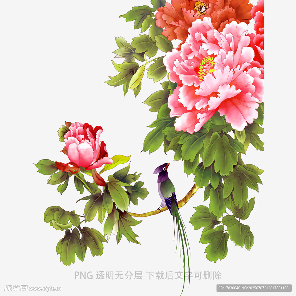 牡丹枝头鸟