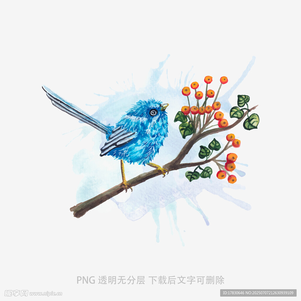枝头蓝鸟与红果