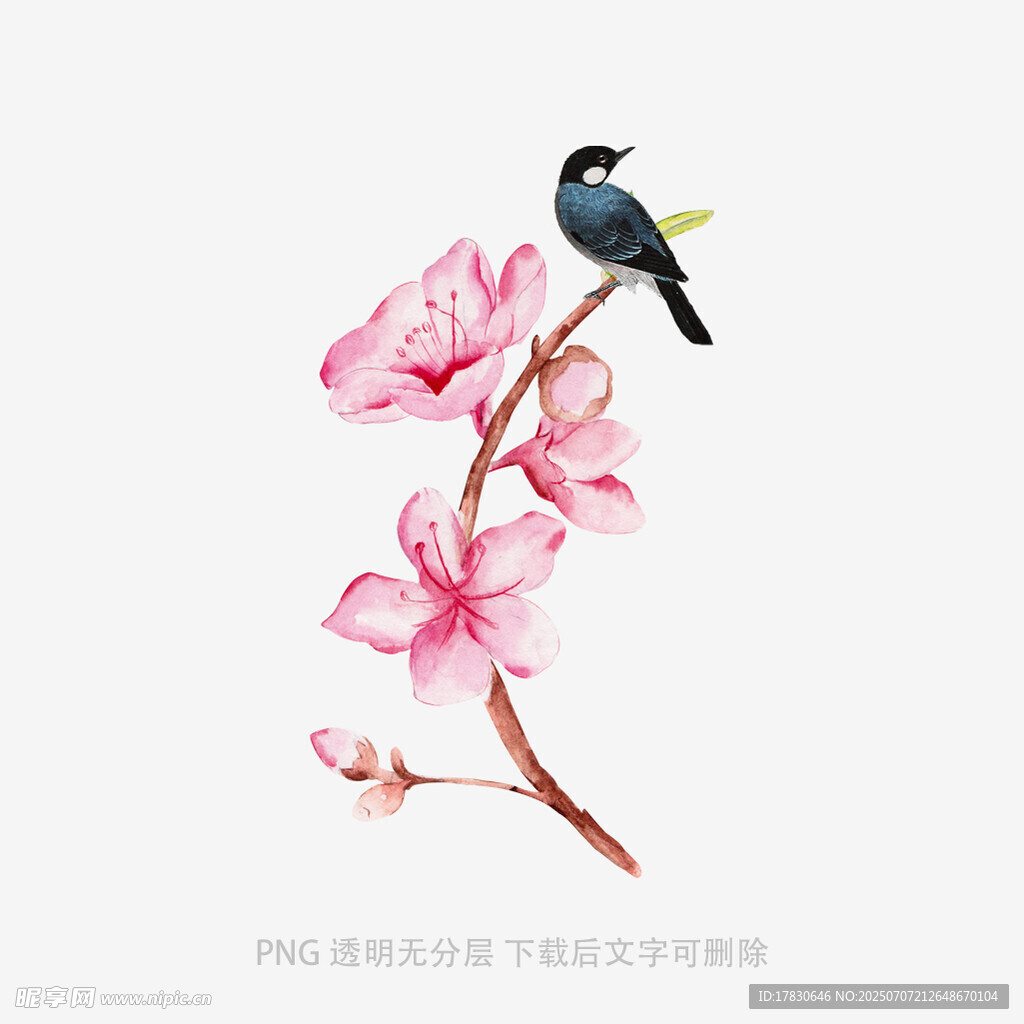 枝头小鸟伴粉嫩桃花