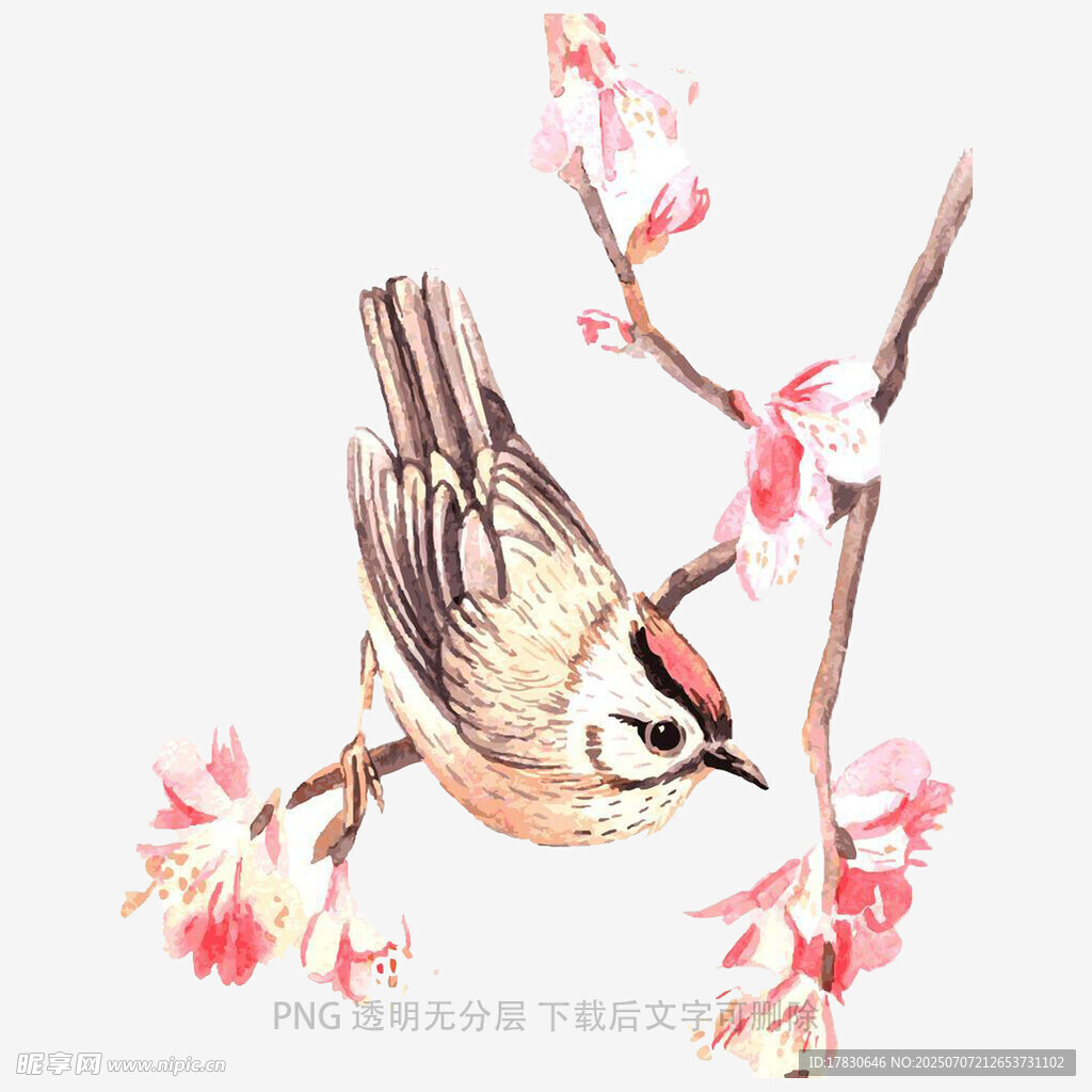 枝头小鸟伴繁花