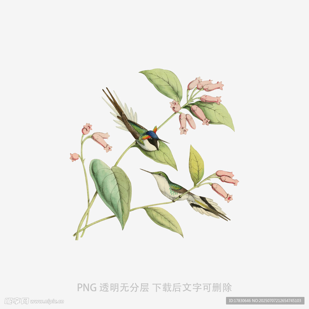 枝头双鸟伴繁花