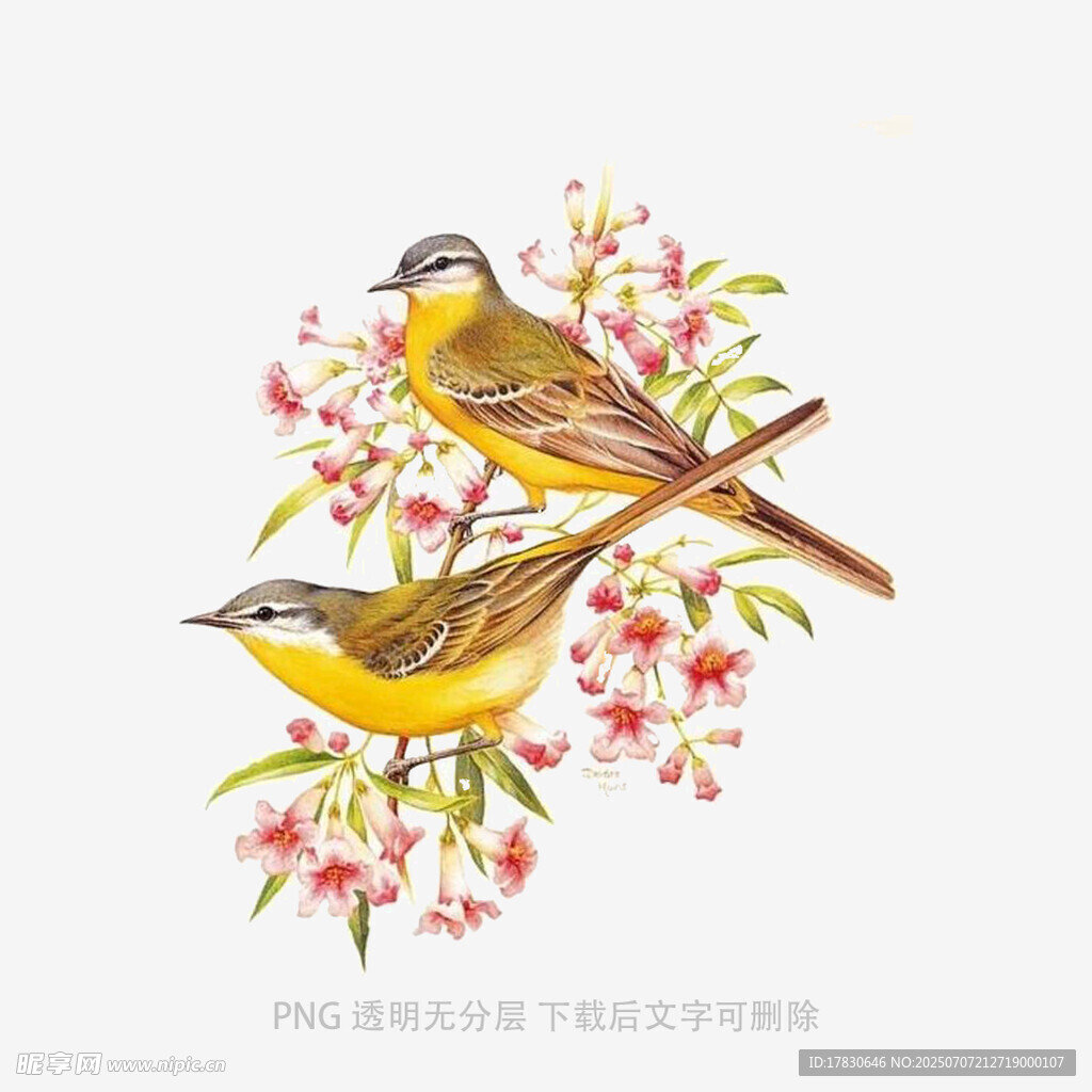 枝头双鸟伴繁花