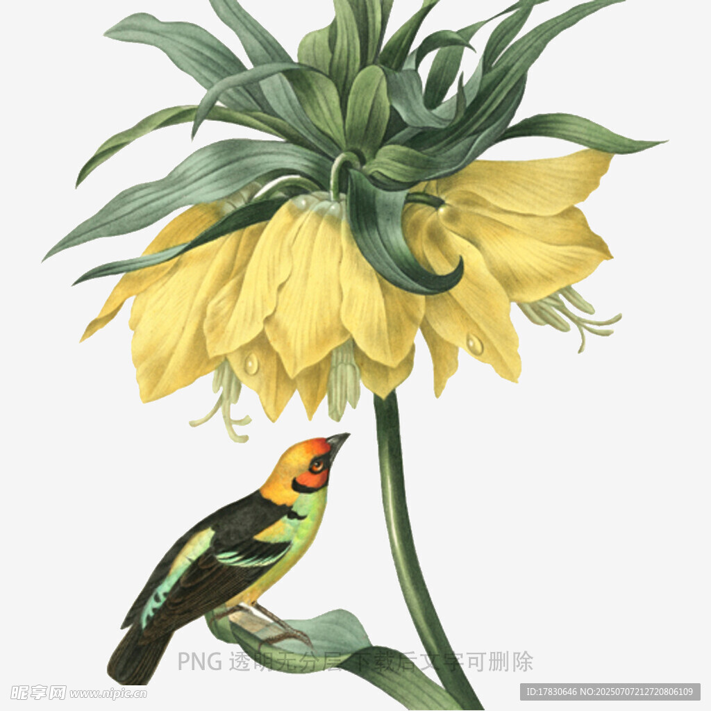 黄花旁的多彩小鸟