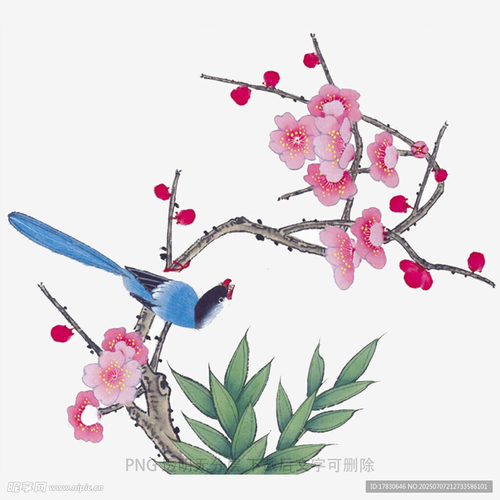 枝头蓝鹊伴繁花