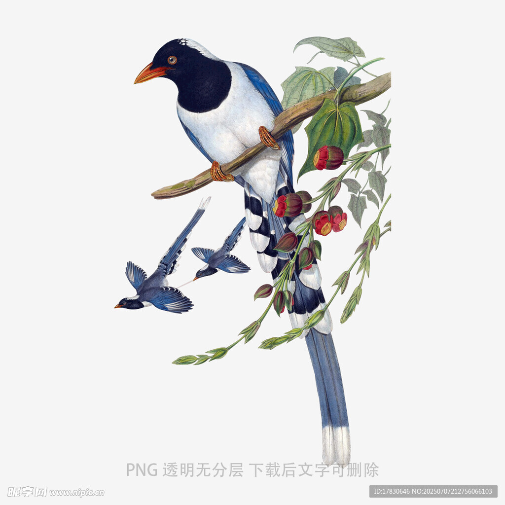 枝头蓝鹊图