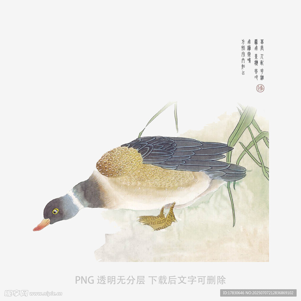 水中觅食的野鸭