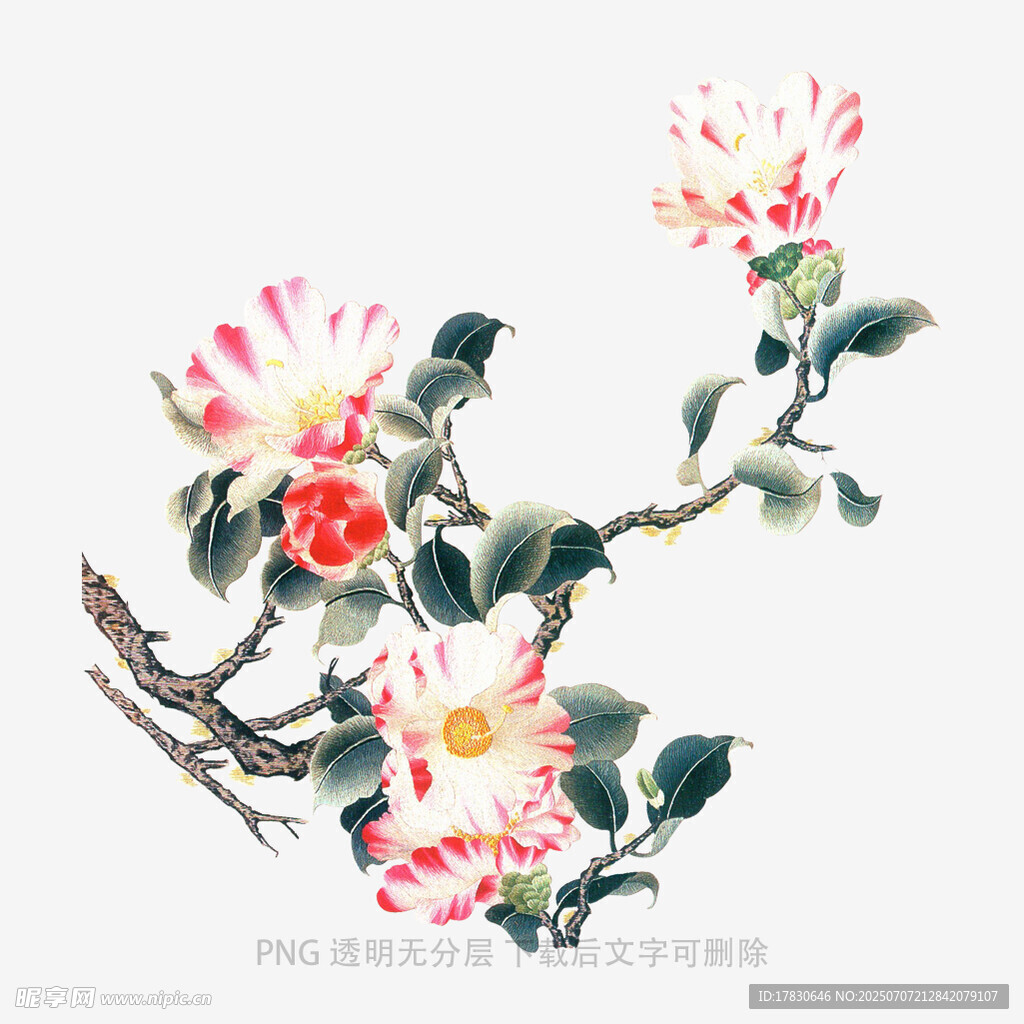 国画花卉枝头绽放