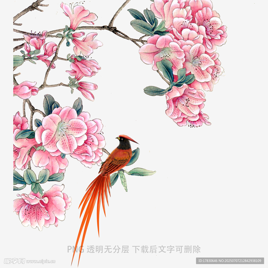 花鸟