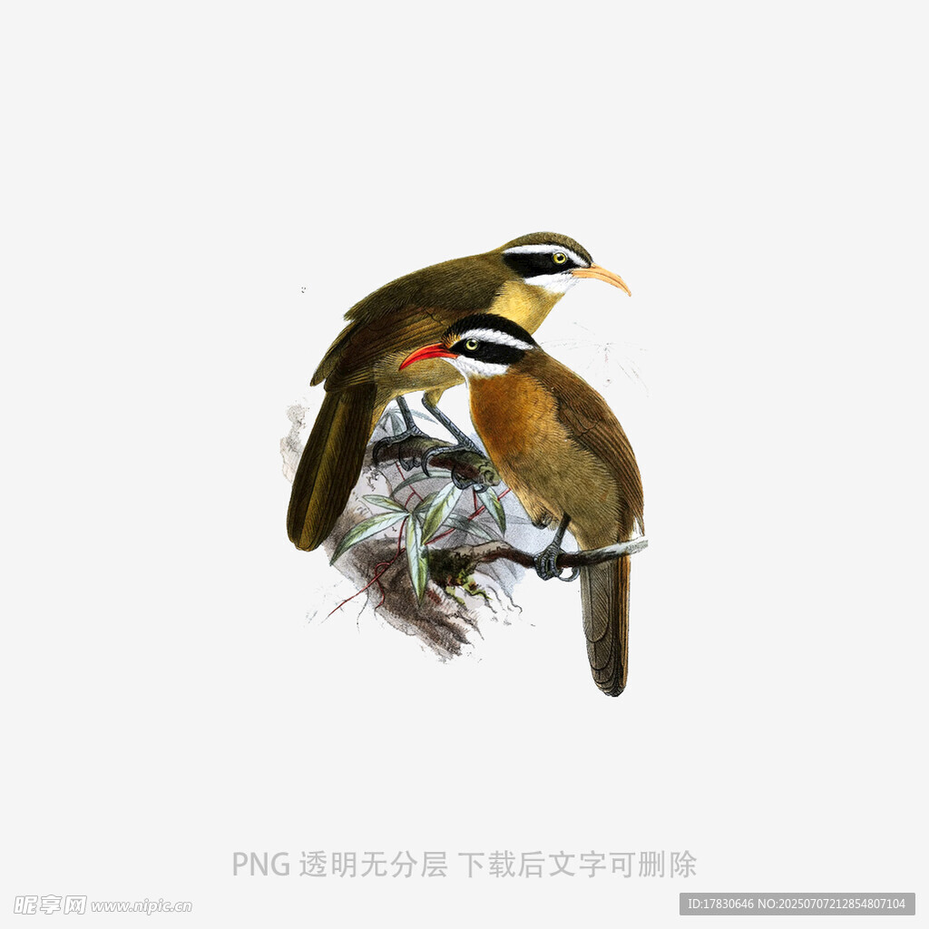 两只鸟儿栖息枝头