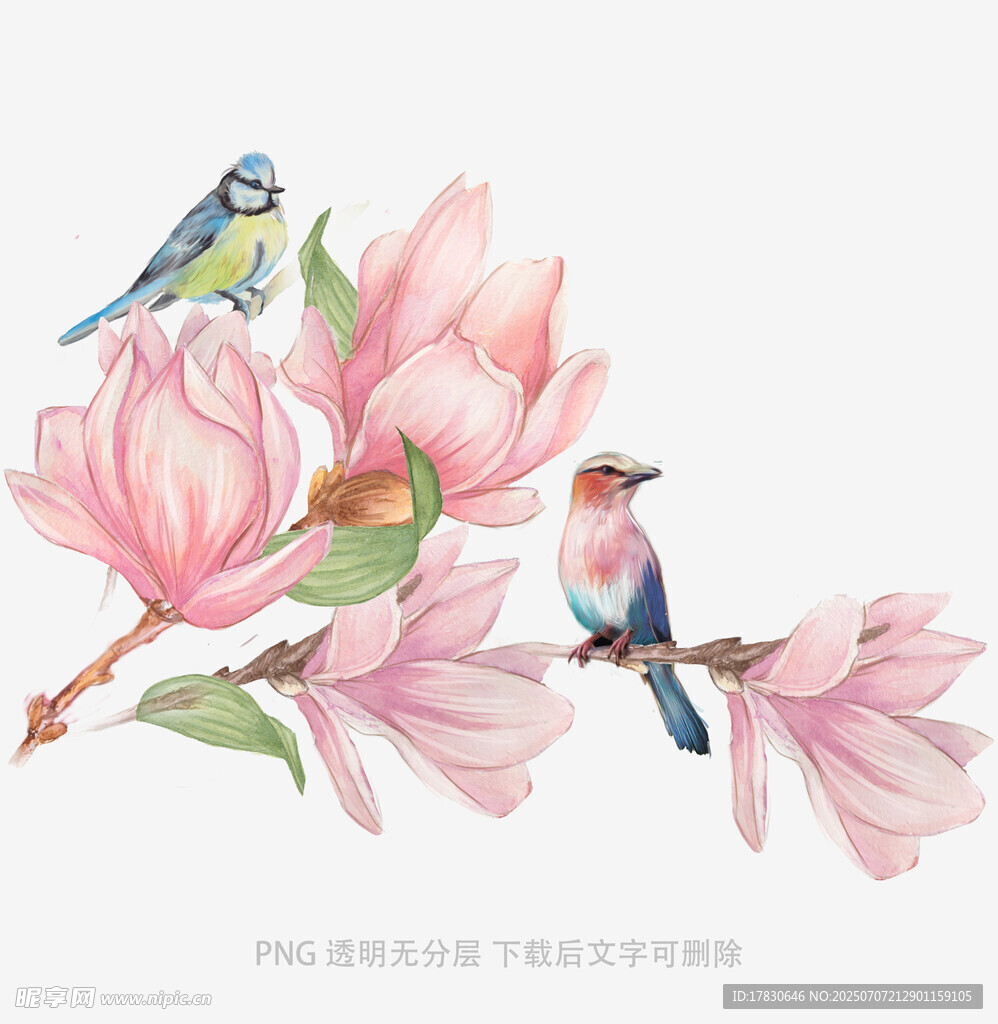 玉兰花枝上的双鸟图景