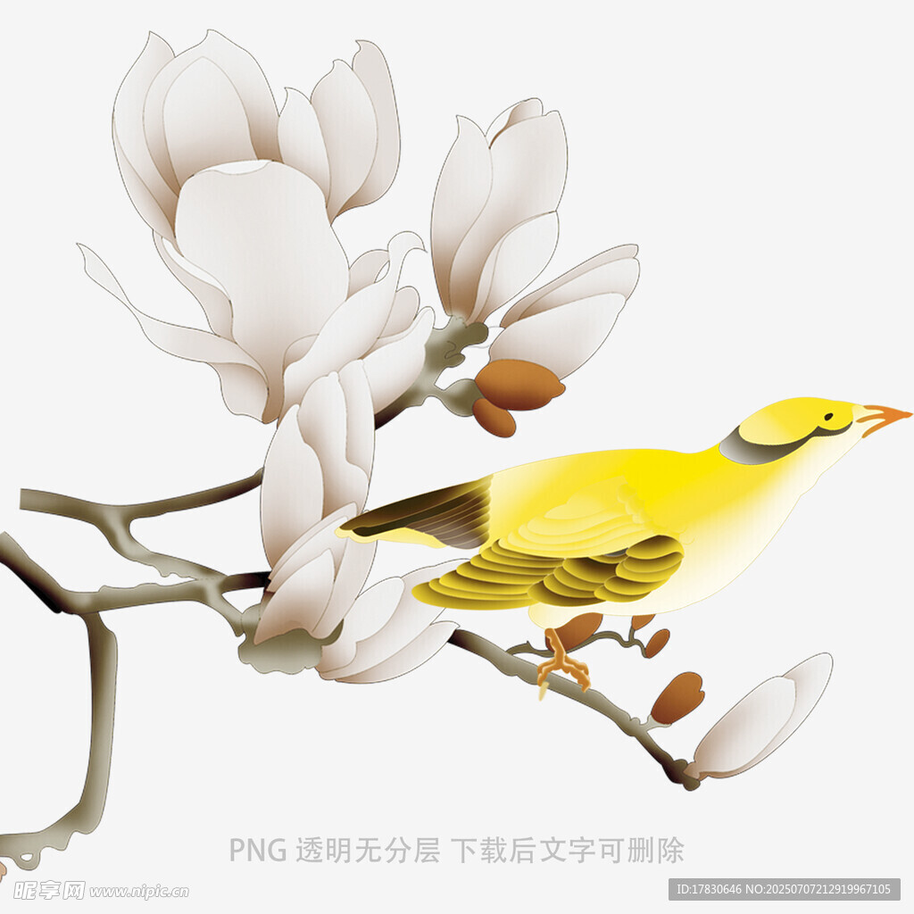 玉兰花枝上的黄色小鸟