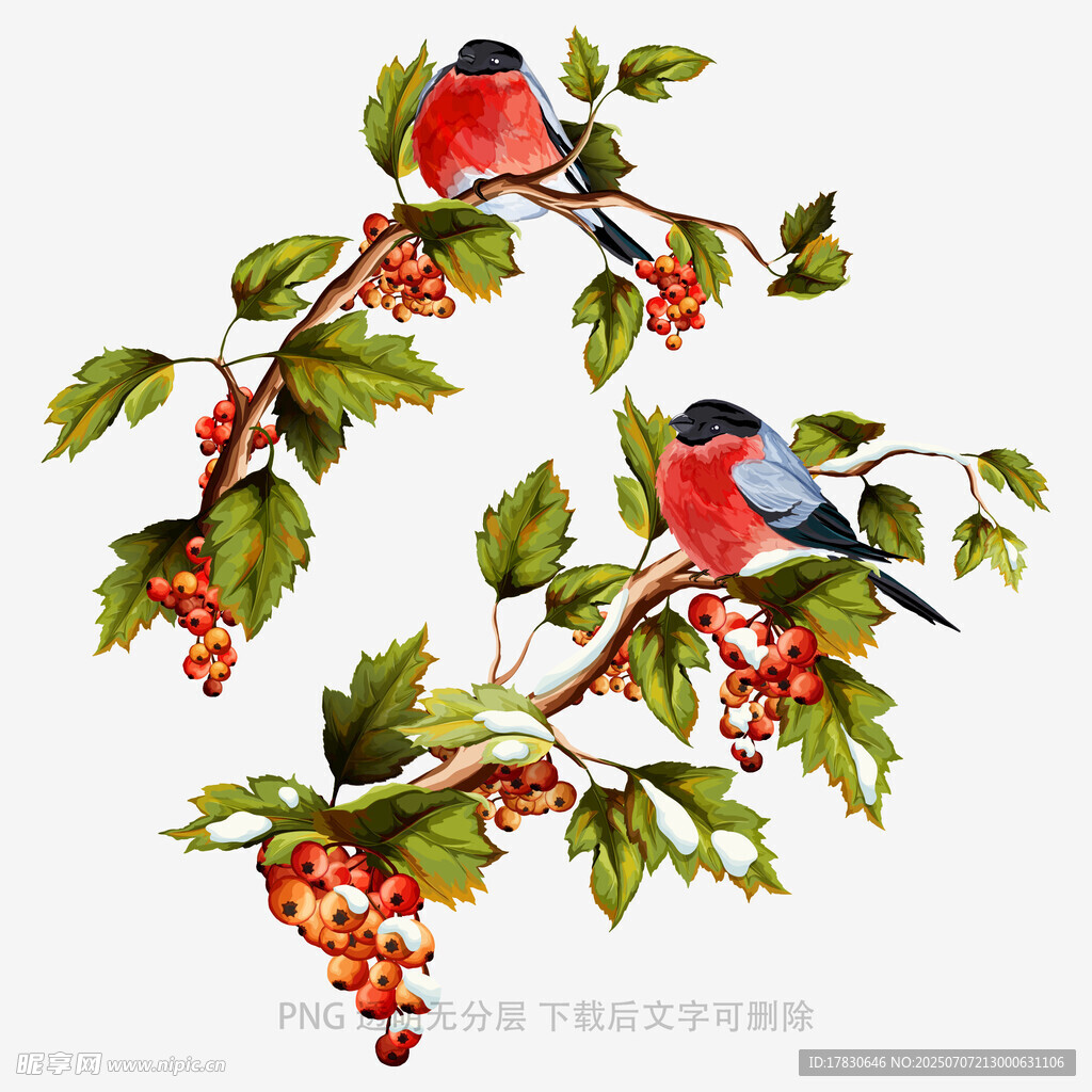 枝头红果上的两只小鸟