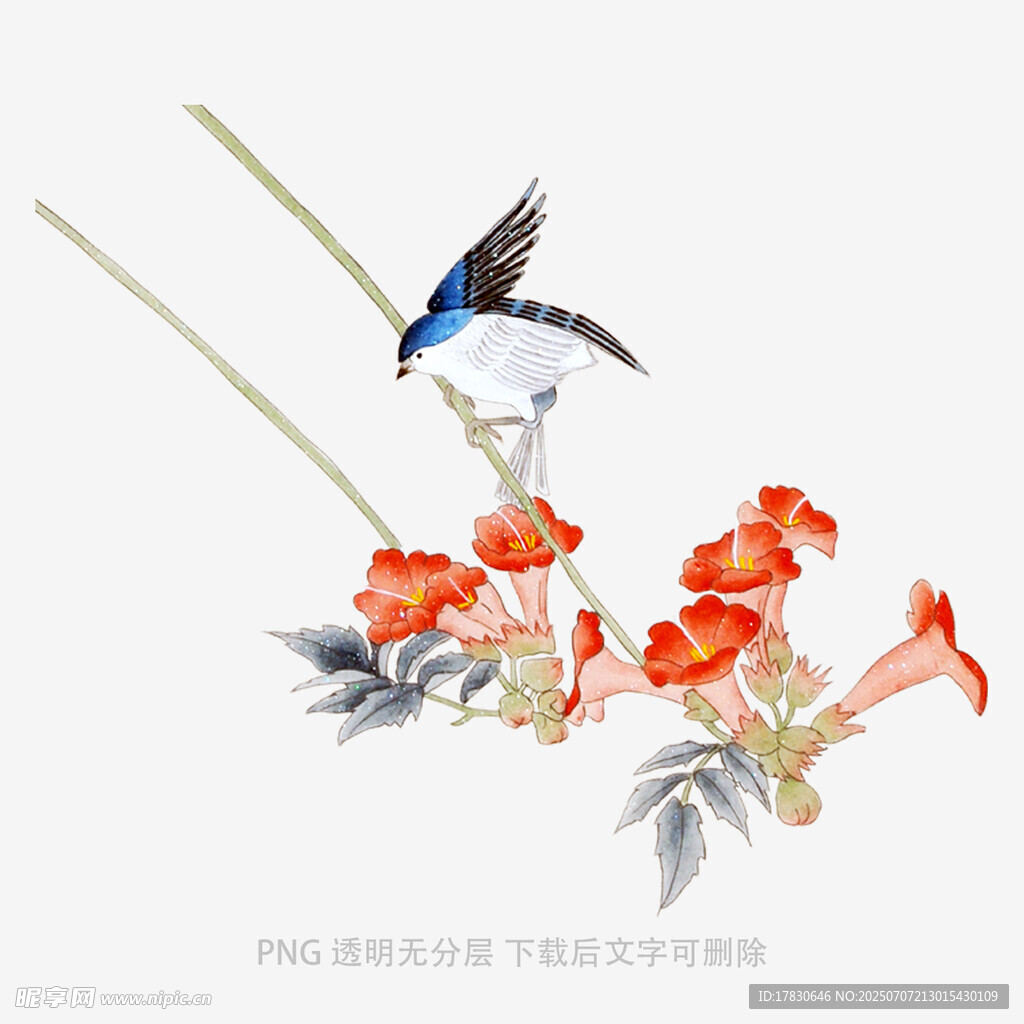 蓝鸟栖于凌霄花枝头