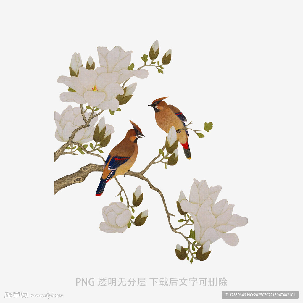 枝头双鸟伴玉兰花绽放