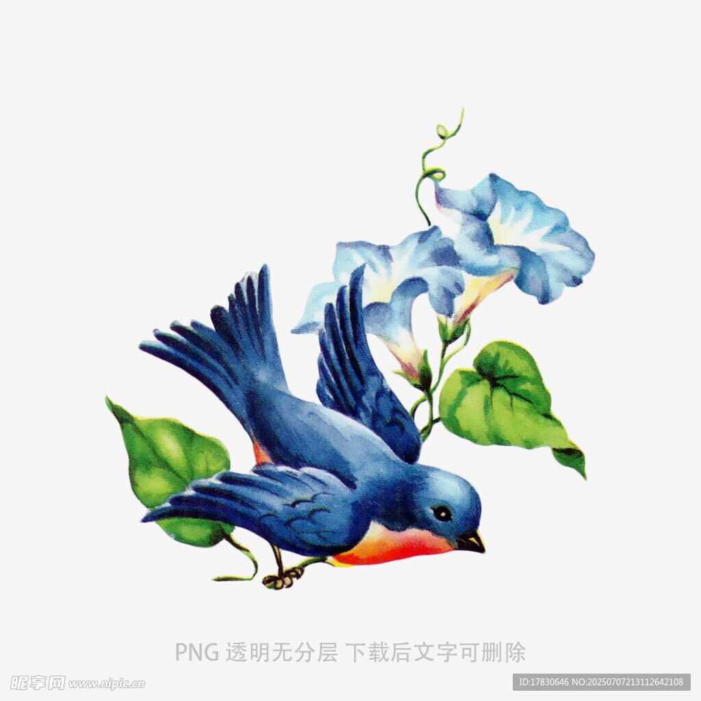 蓝鸟伴牵牛花插画