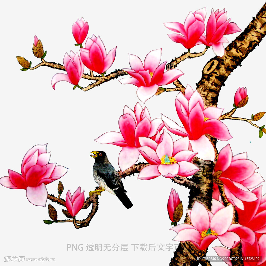 玉兰花枝上的小鸟