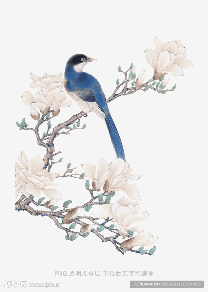 蓝鸟栖于玉兰花枝间