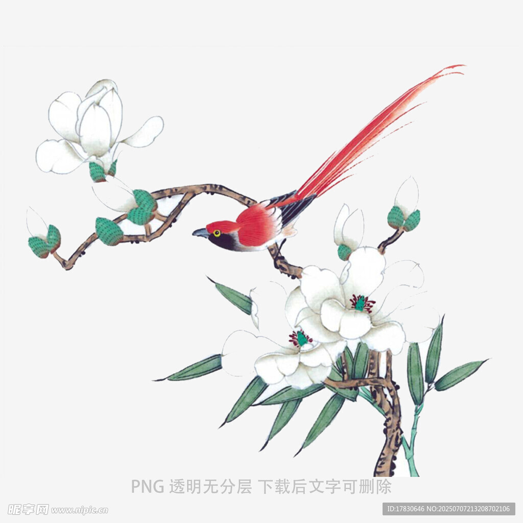 玉兰花枝上的红羽鸟
