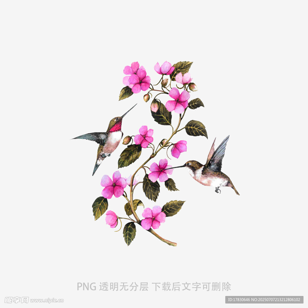 蜂鸟与繁花的灵动画面