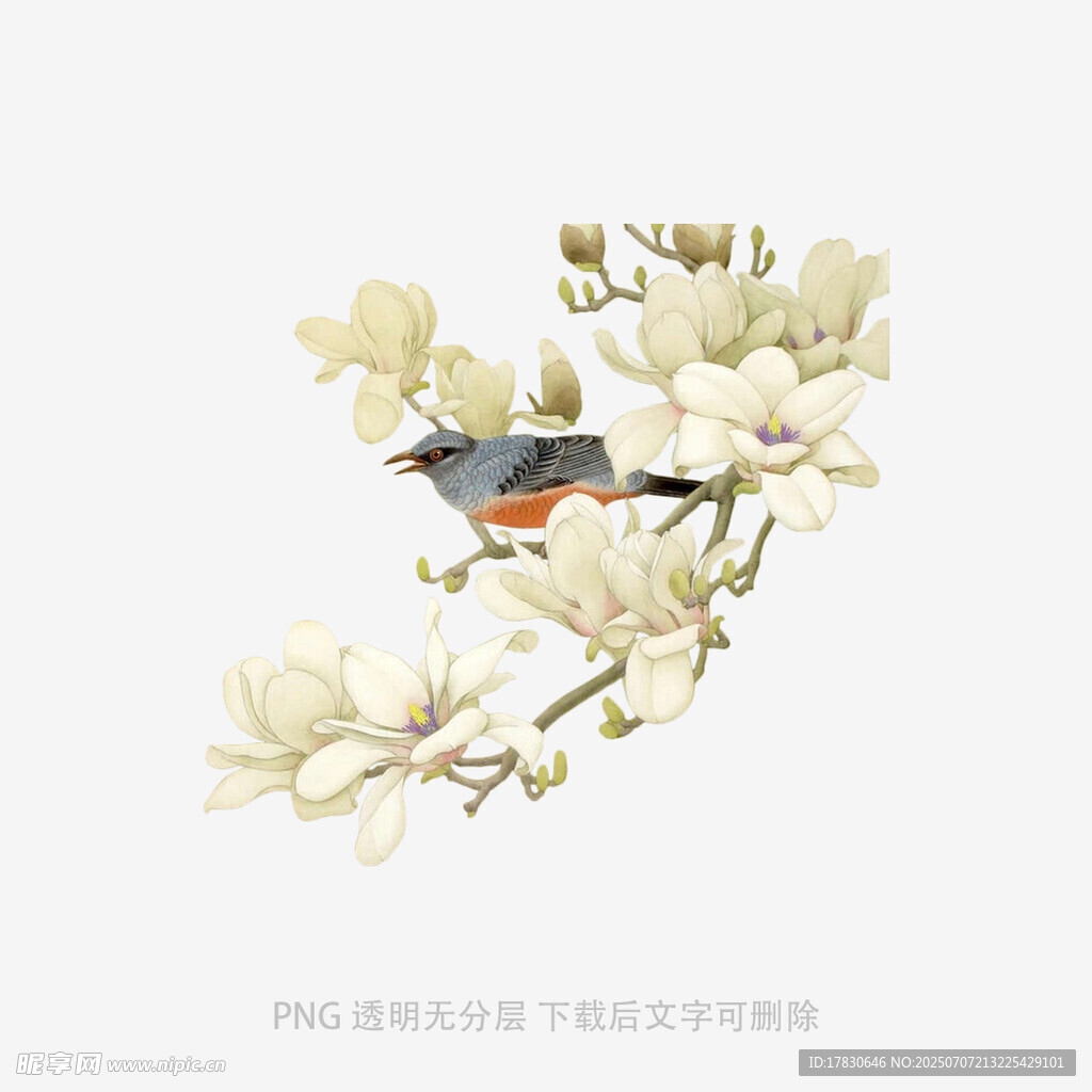 枝头小鸟伴玉兰花绽放