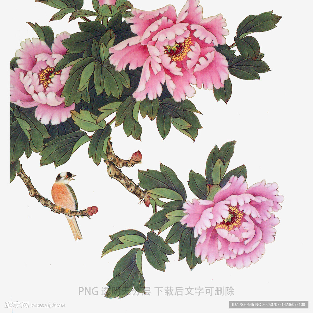 牡丹枝头鸟