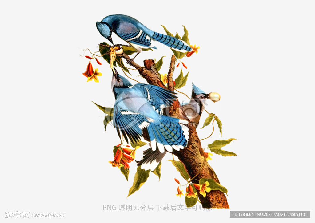 枝头蓝鸟图