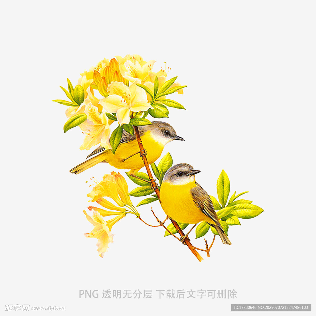 枝头黄鸟伴繁花