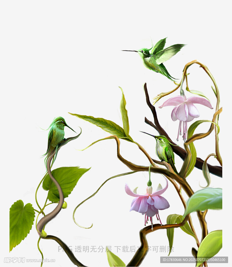 枝头蜂鸟与紫花