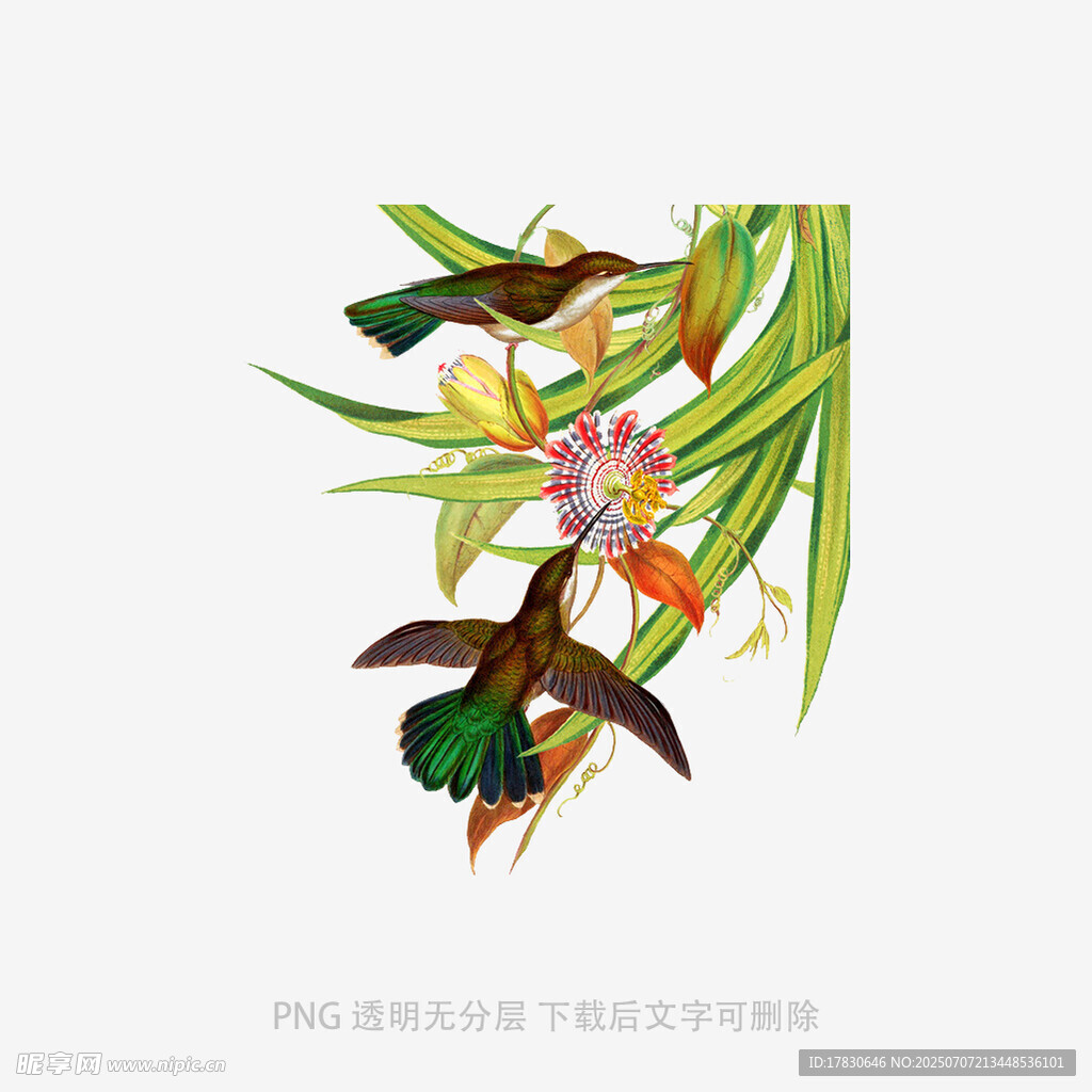手绘花卉植物插画