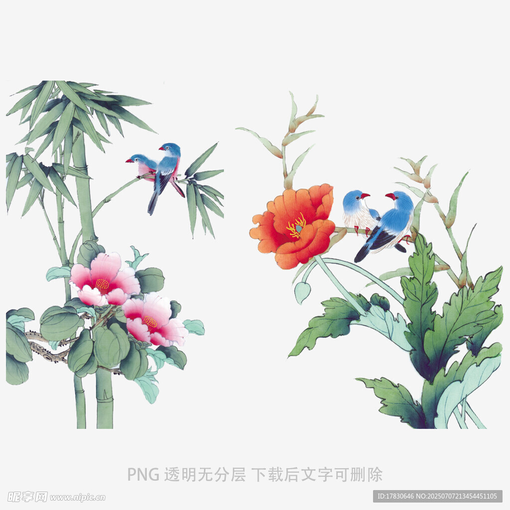 花鸟植物水彩插画