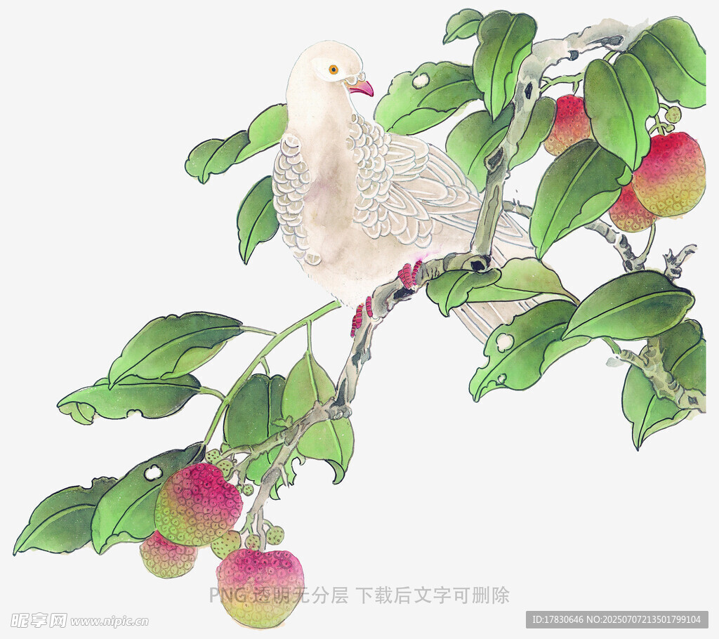 枝头白鸽伴红果