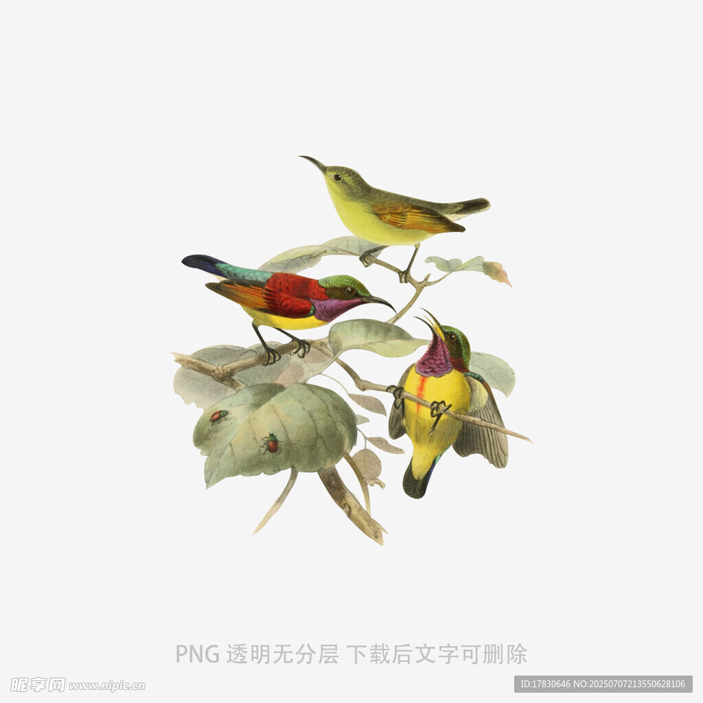 枝头彩鸟图