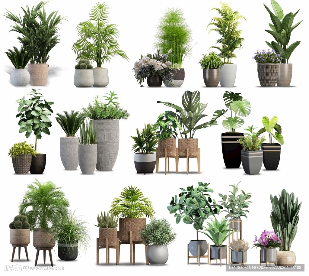 多样盆栽植物展示