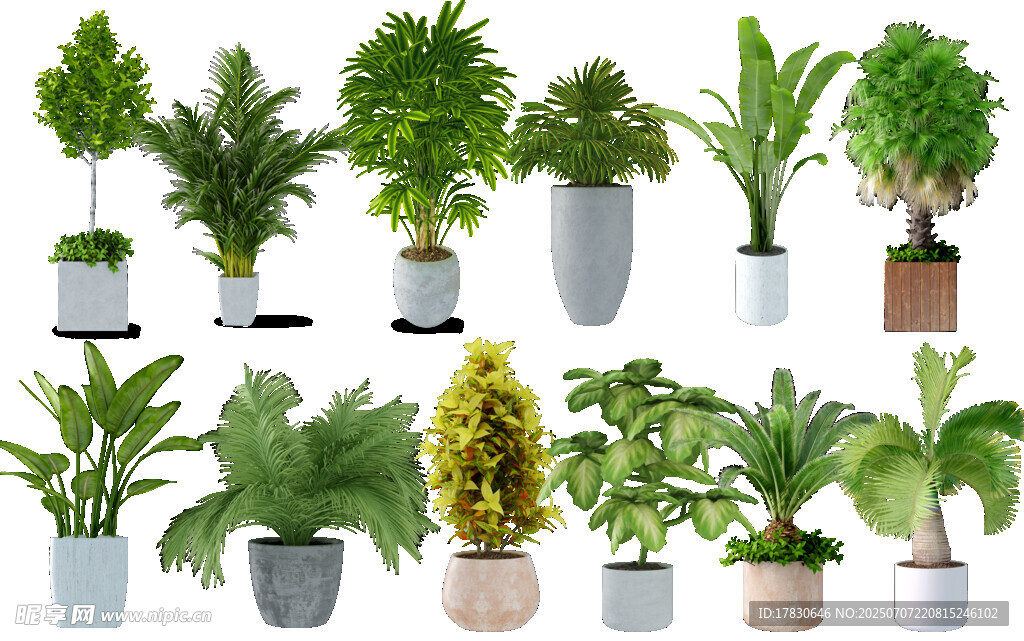 多样盆栽植物展示