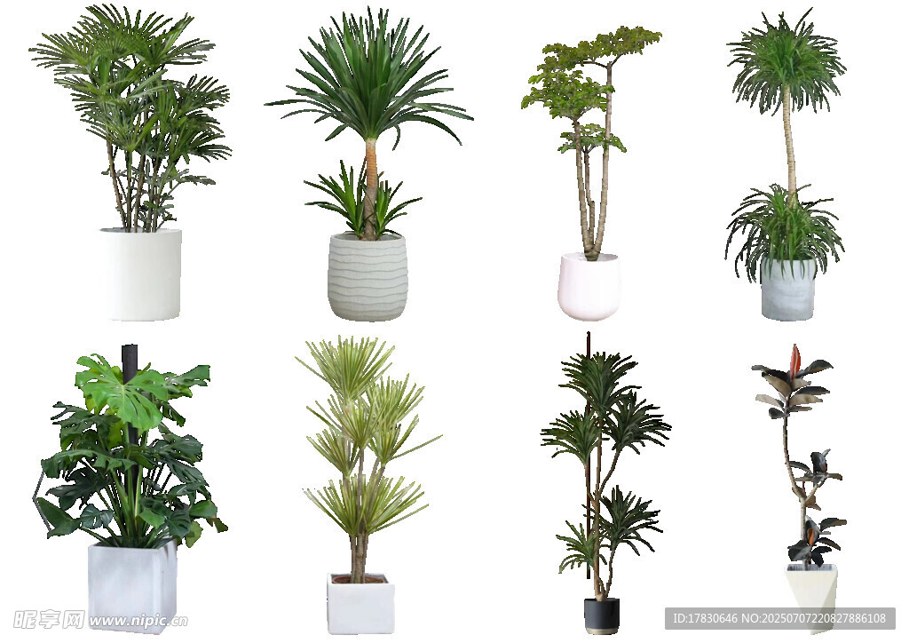 多样盆栽绿植展示