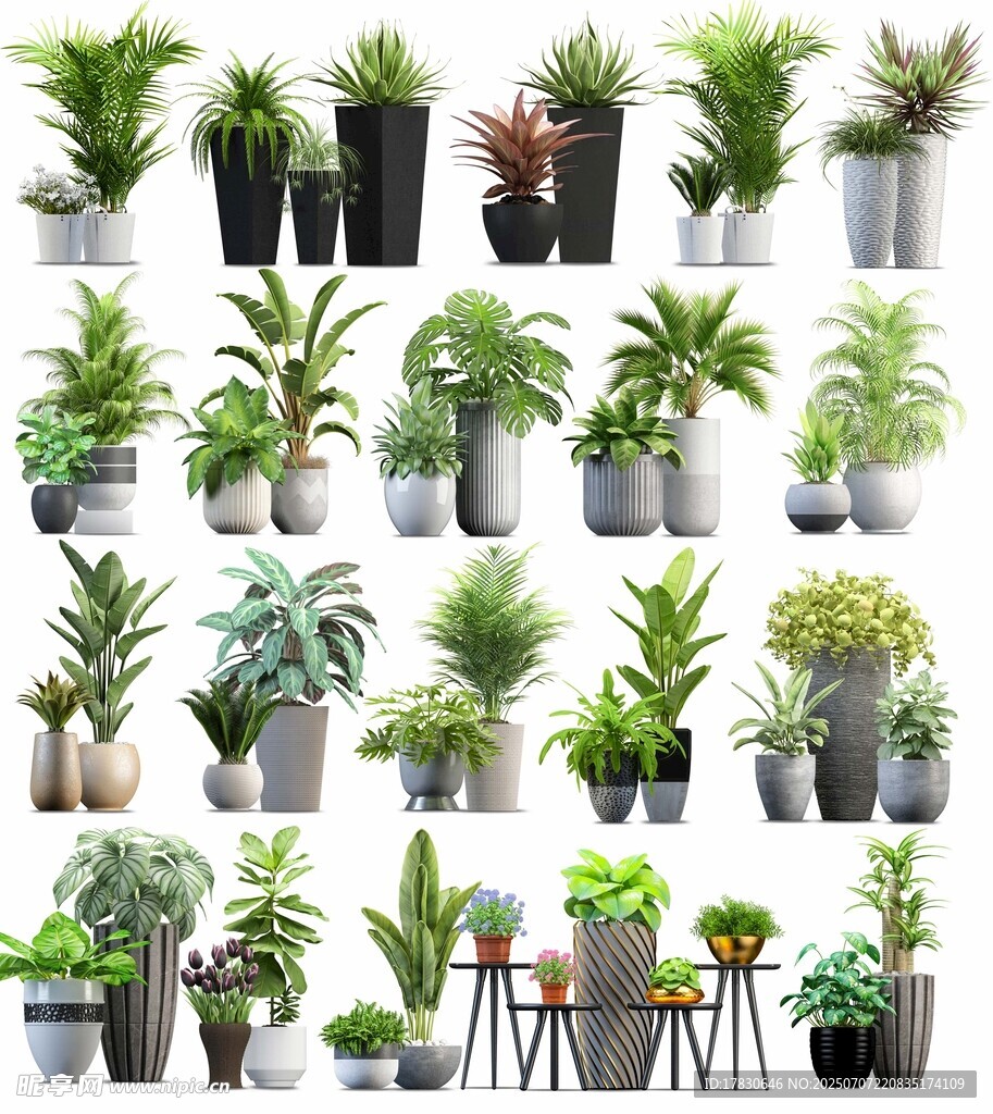 多样盆栽植物展示