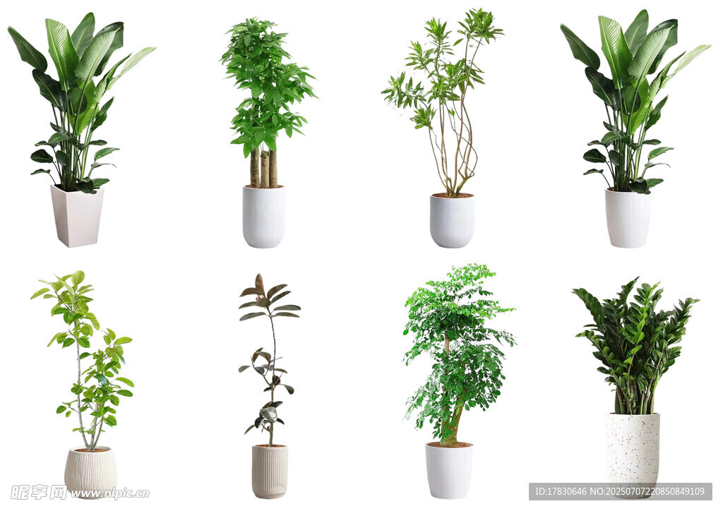 多样盆栽绿植展示
