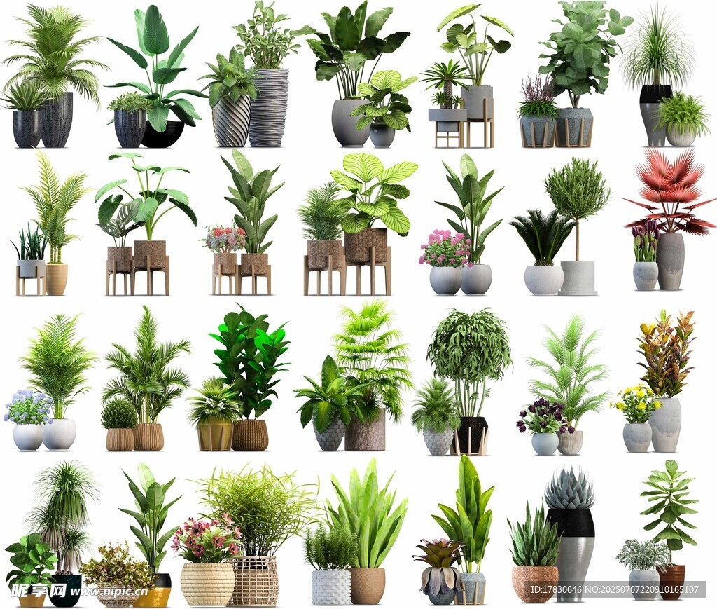 多样盆栽植物展示
