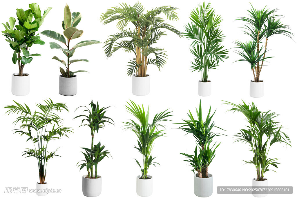 多样盆栽绿植展示