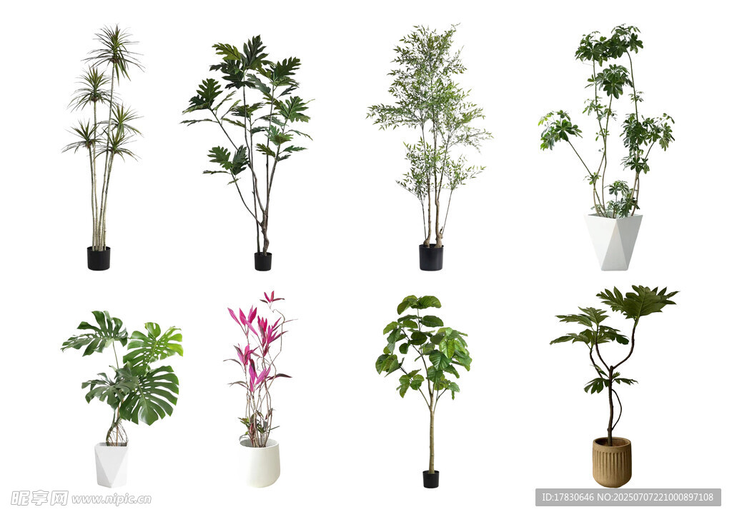 多样盆栽植物展示