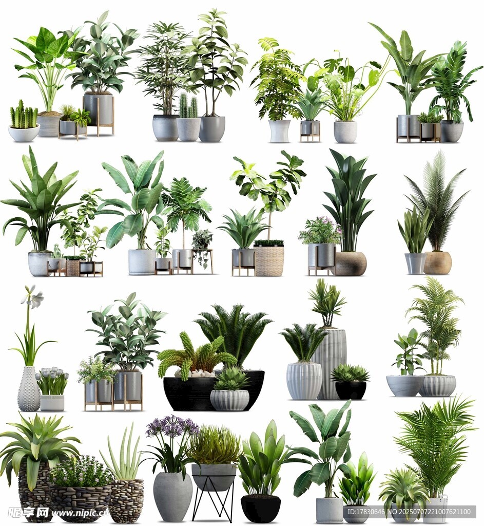 多样盆栽植物展示