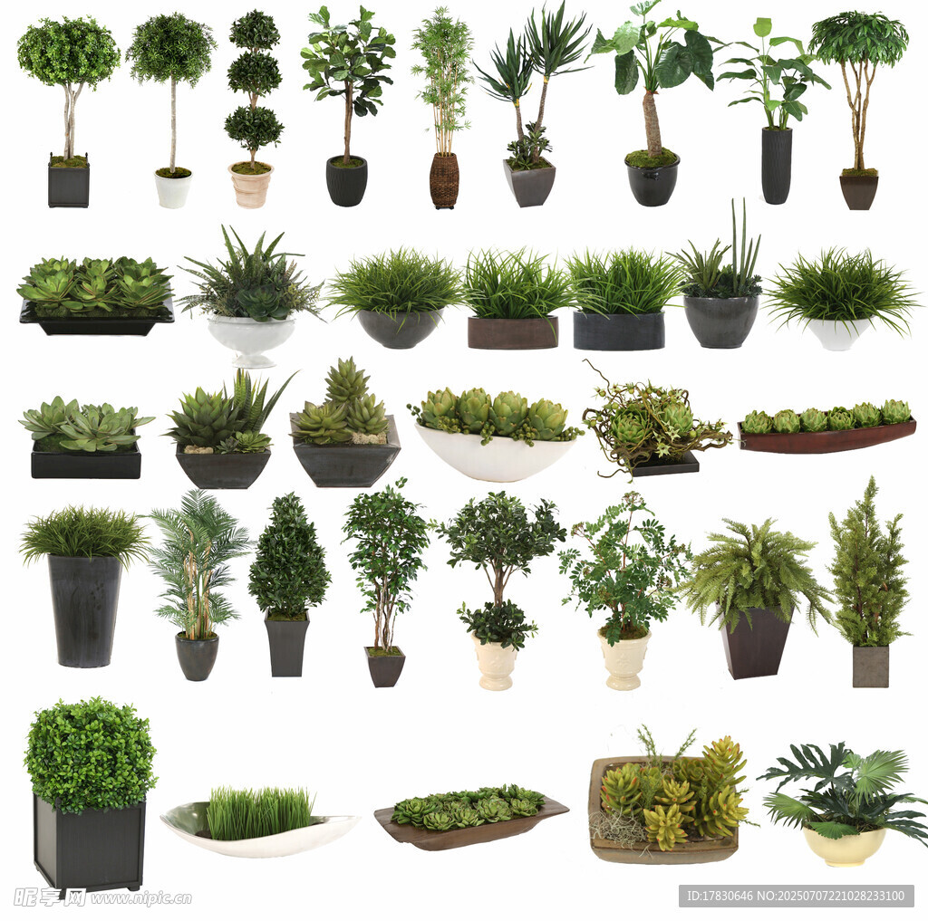 多样盆栽植物集合展示